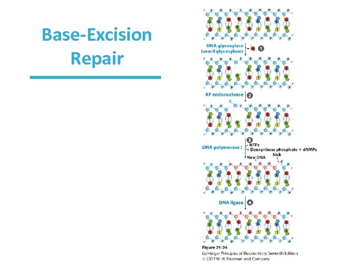 Base-Excision Repair 