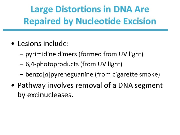 Large Distortions in DNA Are Repaired by Nucleotide Excision • Lesions include: – pyrimidine