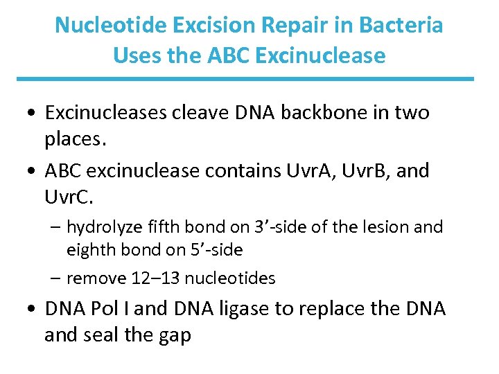 Nucleotide Excision Repair in Bacteria Uses the ABC Excinuclease • Excinucleases cleave DNA backbone