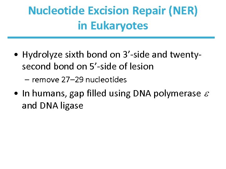 Nucleotide Excision Repair (NER) in Eukaryotes • Hydrolyze sixth bond on 3’-side and twentysecond