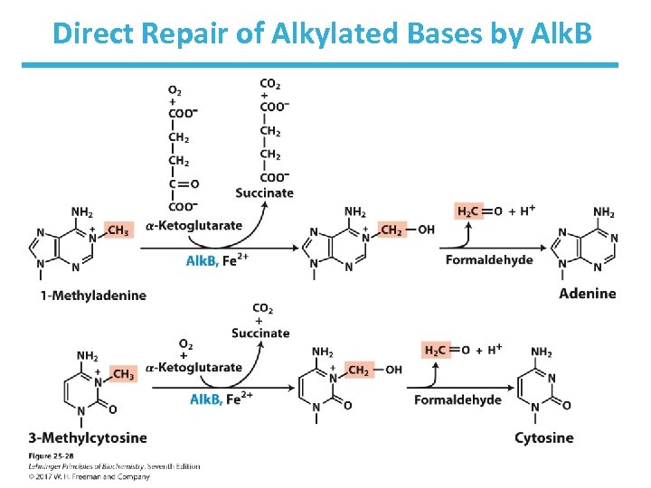 Direct Repair of Alkylated Bases by Alk. B 