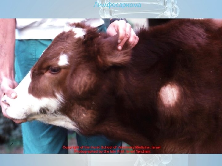 Лимфосаркома 