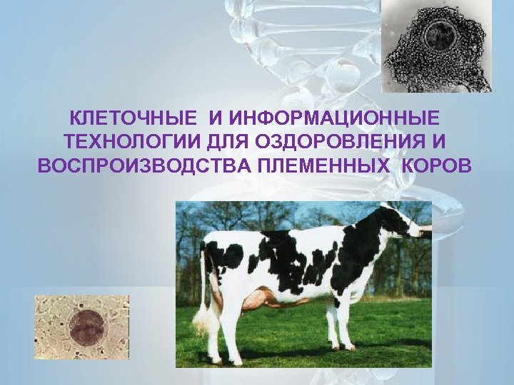 КЛЕТОЧНЫЕ И ИНФОРМАЦИОННЫЕ ТЕХНОЛОГИИ ДЛЯ ОЗДОРОВЛЕНИЯ И ВОСПРОИЗВОДСТВА ПЛЕМЕННЫХ КОРОВ 