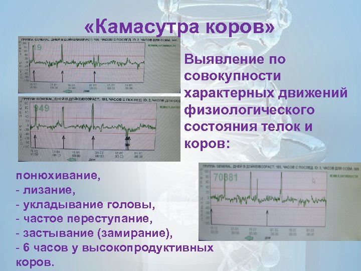  «Камасутра коров» Выявление по совокупности характерных движений физиологического состояния телок и коров: понюхивание,