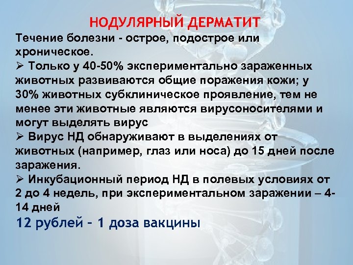 НОДУЛЯРНЫЙ ДЕРМАТИТ Течение болезни - острое, подострое или хроническое. Только у 40 -50% экспериментально