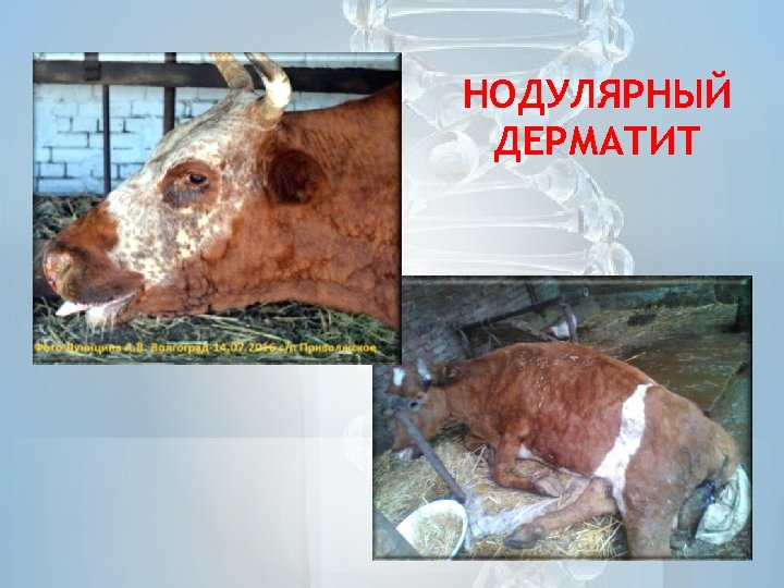 НОДУЛЯРНЫЙ ДЕРМАТИТ 