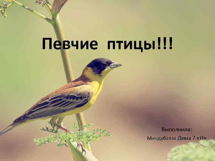 Певчие птицы!!! Выполнила: Миндубаева Дина 7 «Н» 