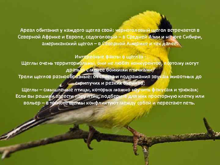 Ареал обитания у каждого щегла свой: черноголовый щегол встречается в Северной Африке и Европе,