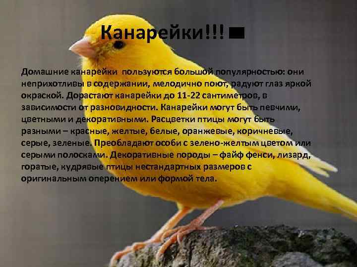  Канарейки!!! Домашние канарейки пользуются большой популярностью: они неприхотливы в содержании, мелодично поют, радуют