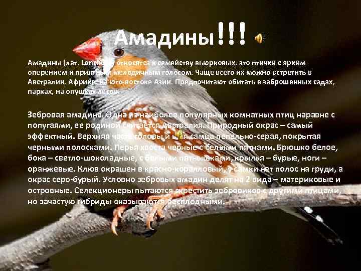 Амадины!!! Амадины (лат. Lonchura) относятся к семейству вьюрковых, это птички с ярким оперением и