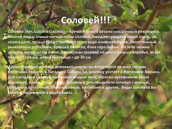 Соловей!!! Соловей (лат. Luscinia) – певчая птичка с весьма невзрачным оперением. Многие люди, слыша