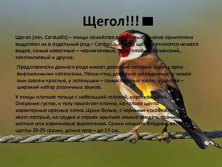 Щегол!!! Щегол (лат. Carduelis) – птицы семейства вьюрковых, многие орнитологи выделяют их в отдельный