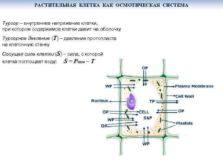 Тургор клетки растения. Осмотическое давление в клетке растений. Осмотическое давление в растительной клетке. Потенциал давления в растительной клетке. Осмотическое и тургорное давление растительной клетки.