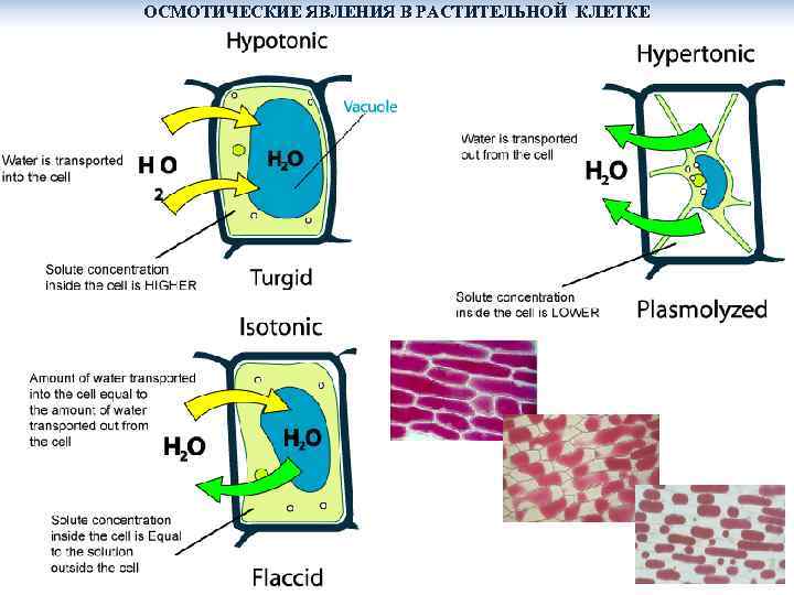 Клетки находятся в дистиллированной воде. Осмос растительной клетки схема. Осмотическое давление растительной клетки. Осмос тургор плазмолиз.
