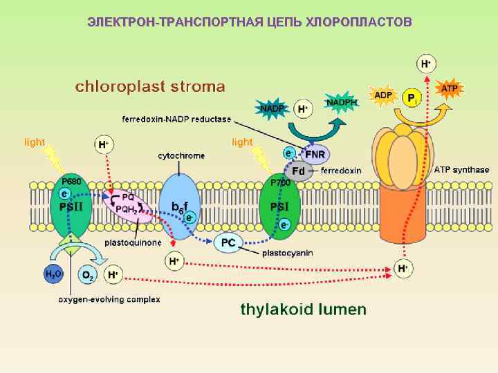 ЭЛЕКТРОН-ТРАНСПОРТНАЯ ЦЕПЬ ХЛОРОПЛАСТОВ 