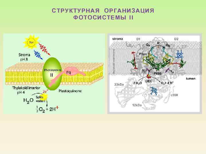 СТРУКТУРНАЯ ОРГАНИЗАЦИЯ ФОТОСИСТЕМЫ II ФОТ ОСИСТЕМЫ 