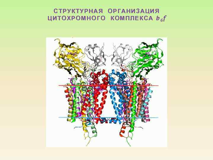 СТРУКТУРНАЯ ОРГАНИЗАЦИЯ ЦИТОХРОМН ОГО КОМПЛЕКСА b 6 f Ц ИТОХРОМНОГО 