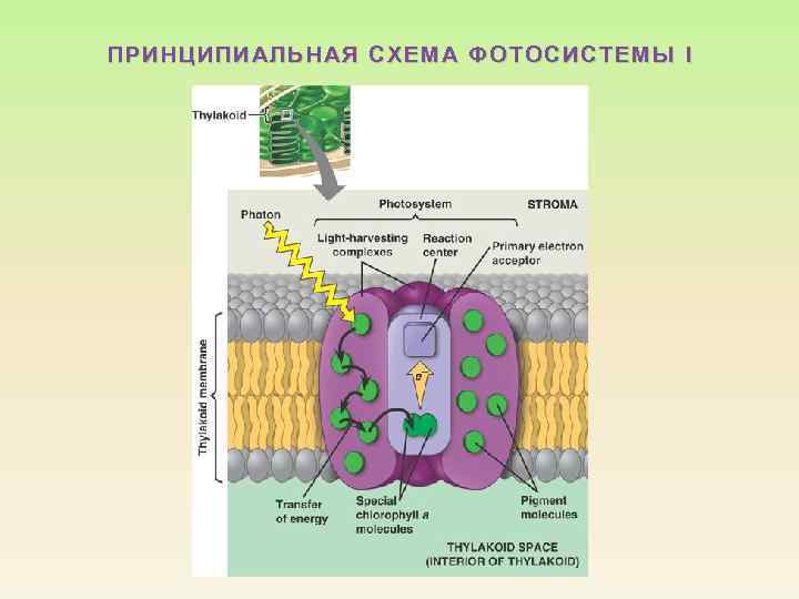 П РИНЦ ИПИАЛЬНАЯ СХЕМА ФОТОСИС ТЕМЫ I ФОТОСИСТЕМЫ 