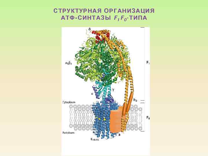 СТРУКТУРНАЯ ОРГАНИЗАЦИЯ СТРУКТУР НАЯ АТФ-СИНТАЗЫ F 1 F 0 - ТИПА 