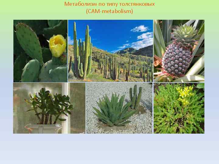 Метаболизм по типу толстянковых (CAM-metabolism) 