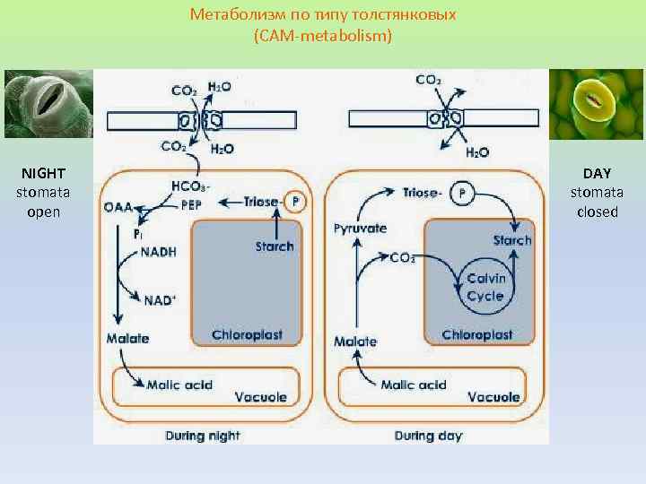 Метаболизм по типу толстянковых (CAM-metabolism) NIGHT stomata open DAY stomata closed 