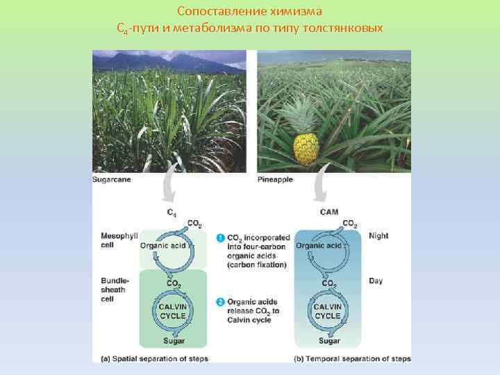 Сопоставление химизма С 4 -пути и метаболизма по типу толстянковых 