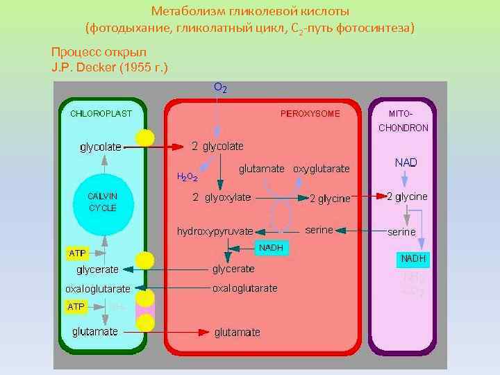 Кислота для обмена веществ. Фотодыхание и гликолатный путь. Фотодыхание с2 путь фотосинтеза. С2 фотосинтез фотодыхание. Гликолатный цикл у с3-растений.