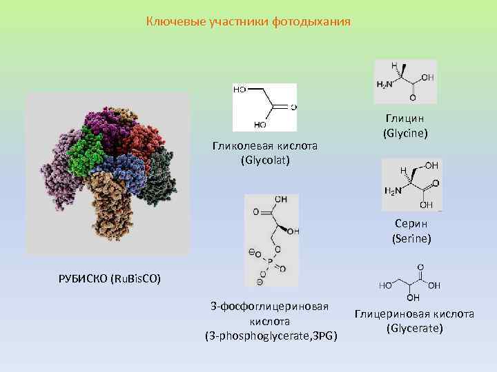 Функциональные группы глицина