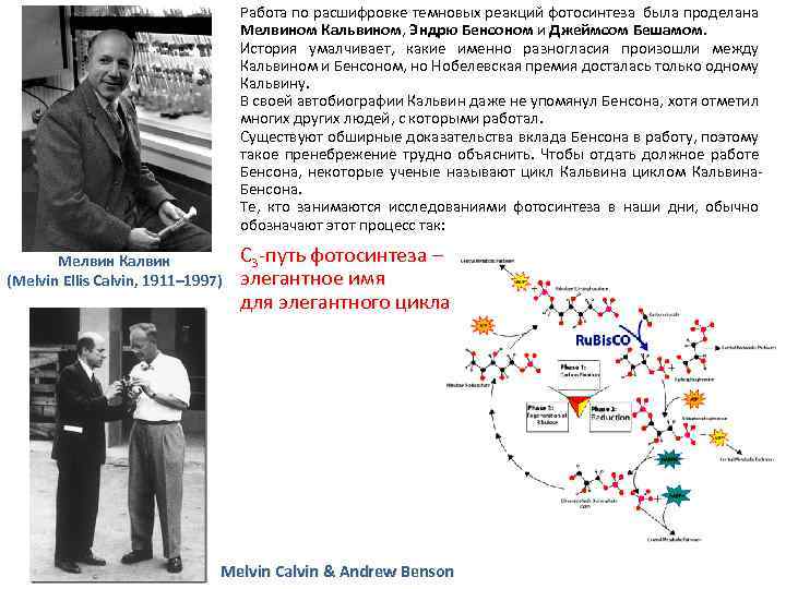 Работа по расшифровке темновых реакций фотосинтеза была проделана Мелвином Кальвином, Эндрю Бенсоном и Джеймсом