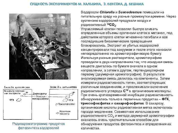 СУЩНОСТЬ ЭКСПЕРИМЕНТОВ М. КАЛЬВИНА, Э. БЕНСОНА, Д. БЕШАМА Радиохроматограмма продуктов фотосинтеза водорослей Водоросли Chlorella