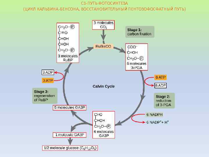 Картинка цикл кальвина