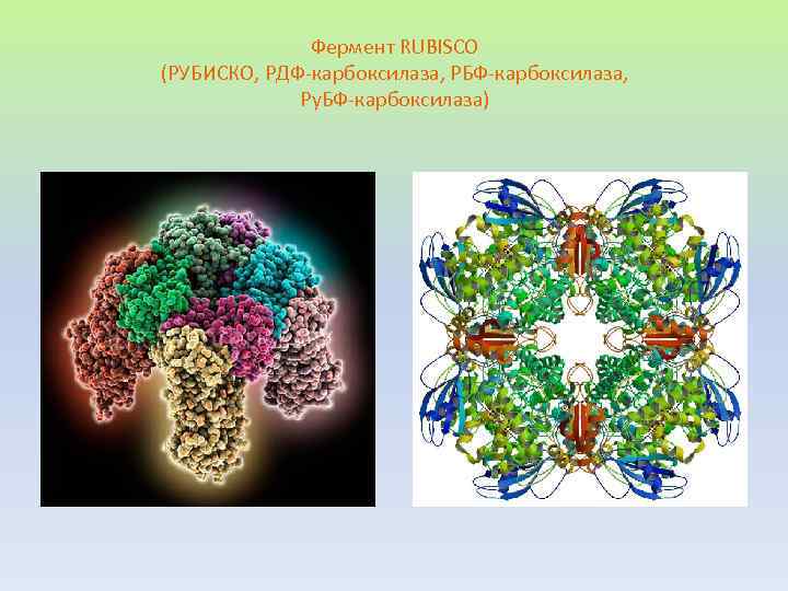 Фермент RUBISCO (РУБИСКО, РДФ-карбоксилаза, РБФ-карбоксилаза, Ру. БФ-карбоксилаза) 