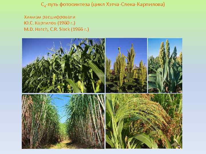 С 4 -путь фотосинтеза (цикл Хэтча-Слека-Карпилова) Химизм расшифровали Ю. С. Карпилов (1960 г. )