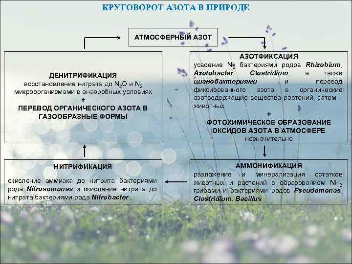 КРУГОВОРОТ АЗОТА В ПРИРОДЕ АТМОСФЕРНЫЙ АЗОТ ДЕНИТРИФИКАЦИЯ восстановление нитрата до N 2 O и