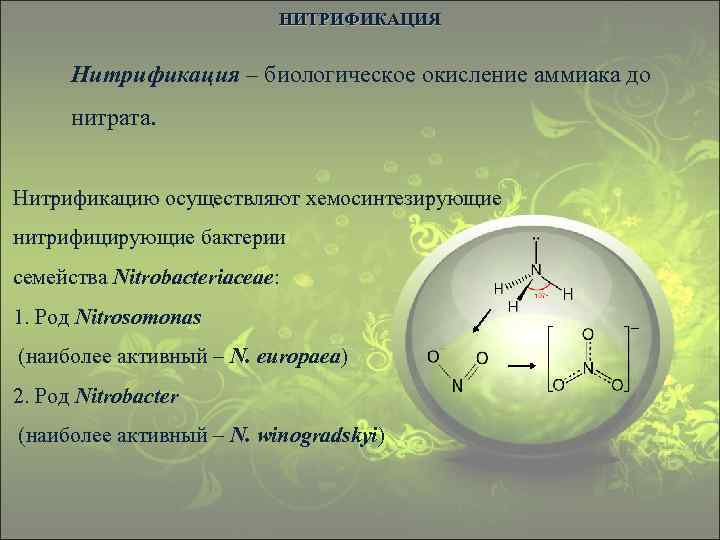 НИТРИФИКАЦИЯ Нитрификация – биологическое окисление аммиака до нитрата. Нитрификацию осуществляют хемосинтезирующие нитрифицирующие бактерии семейства