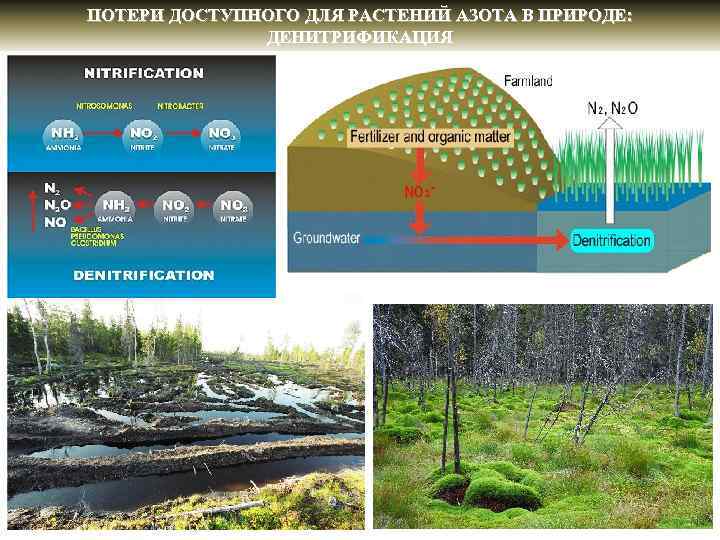 ПОТЕРИ ДОСТУПНОГО ДЛЯ РАСТЕНИЙ АЗОТА В ПРИРОДЕ: ДЕНИТРИФИКАЦИЯ 