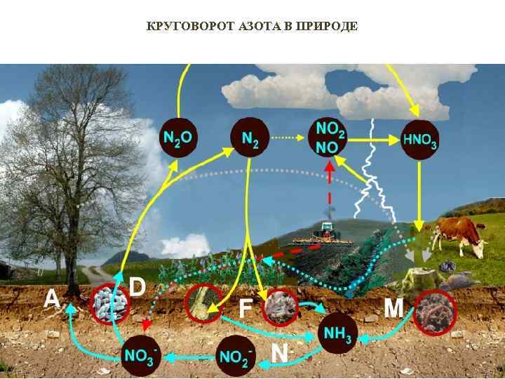 Круговорот азота презентация по биологии