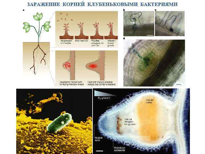 ЗАРАЖЕНИЕ КОРНЕЙ КЛУБЕНЬКОВЫМИ БАКТЕРИЯМИ 