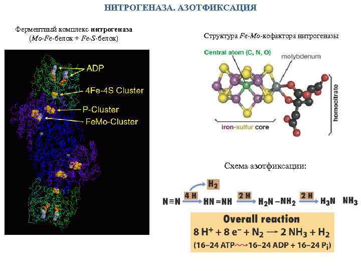 НИТРОГЕНАЗА. АЗОТФИКСАЦИЯ Ферментный комплекс нитрогеназа (Mo-Fe-белок + Fe-S-белок) Структура Fe-Mo-кофактора нитрогеназы Схема азотфиксации: 