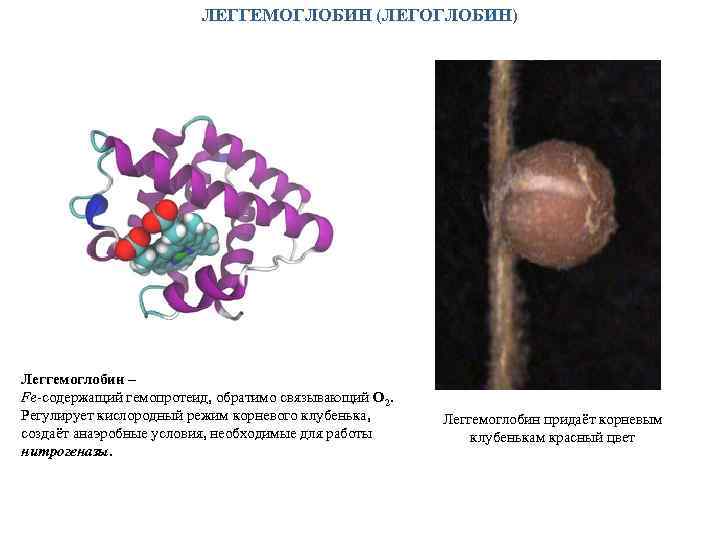 ЛЕГГЕМОГЛОБИН (ЛЕГОГЛОБИН) Леггемоглобин – Fe-содержащий гемопротеид, обратимо связывающий О 2. Регулирует кислородный режим корневого