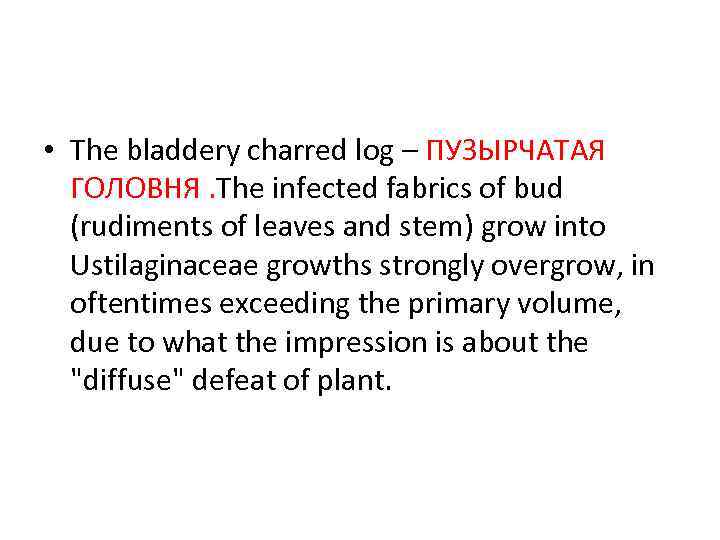  • The bladdery charred log – ПУЗЫРЧАТАЯ ГОЛОВНЯ. The infected fabrics of bud