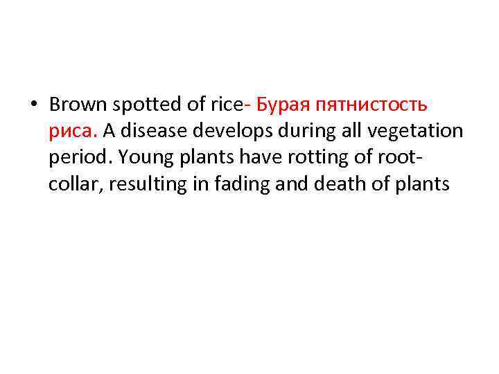  • Brown spotted of rice- Бурая пятнистость риса. A disease develops during all