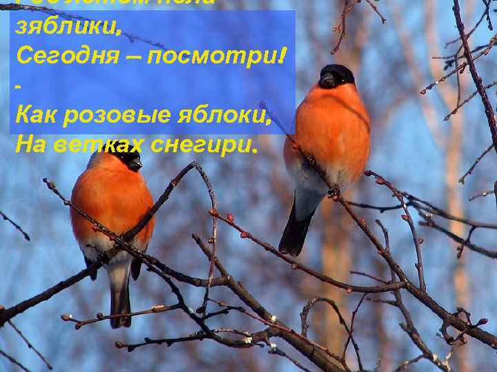 Где летом пели зяблики, Сегодня — посмотри! Как розовые яблоки, На ветках снегири. 