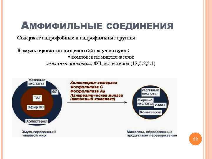 АМФИФИЛЬНЫЕ СОЕДИНЕНИЯ Содержат гидрофобные и гидрофильные группы В эмульгировании пищевого жира участвуют: § компоненты