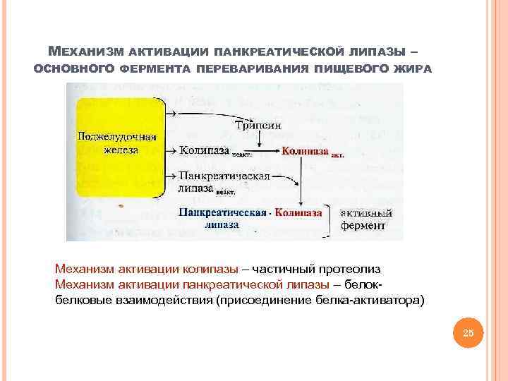 МЕХАНИЗМ АКТИВАЦИИ ПАНКРЕАТИЧЕСКОЙ ЛИПАЗЫ – ОСНОВНОГО ФЕРМЕНТА ПЕРЕВАРИВАНИЯ ПИЩЕВОГО ЖИРА Механизм активации колипазы –