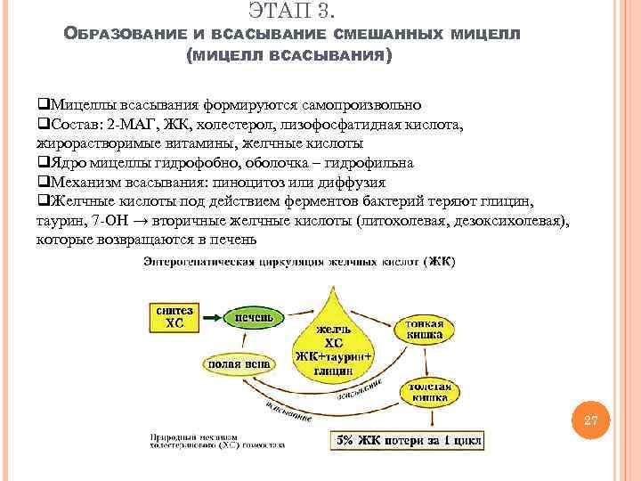 ЭТАП 3. ОБРАЗОВАНИЕ И ВСАСЫВАНИЕ СМЕШАННЫХ (МИЦЕЛЛ ВСАСЫВАНИЯ) МИЦЕЛЛ q. Мицеллы всасывания формируются самопроизвольно