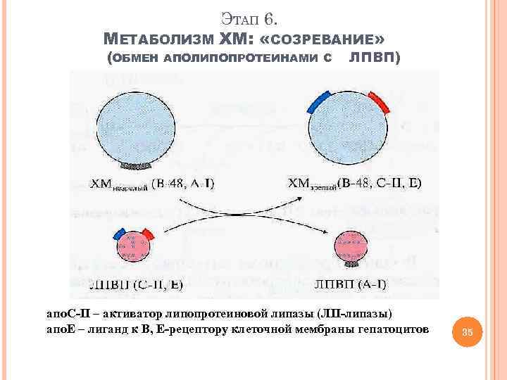 ЭТАП 6. МЕТАБОЛИЗМ ХМ: «СОЗРЕВАНИЕ» (ОБМЕН АПОЛИПОПРОТЕИНАМИ С ЛПВП) апо. С-II – активатор липопротеиновой