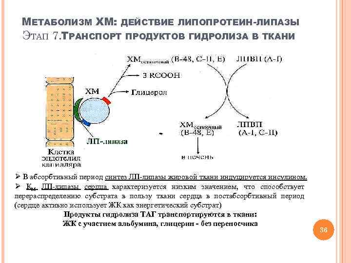МЕТАБОЛИЗМ ХМ: ДЕЙСТВИЕ ЛИПОПРОТЕИН-ЛИПАЗЫ ЭТАП 7. ТРАНСПОРТ ПРОДУКТОВ ГИДРОЛИЗА В ТКАНИ Ø В абсорбтивный