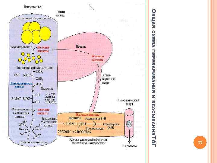 ОБЩАЯ СХЕМА ПЕРЕВАРИВАНИЯ И ВСАСЫВАНИЯТАГ 37 