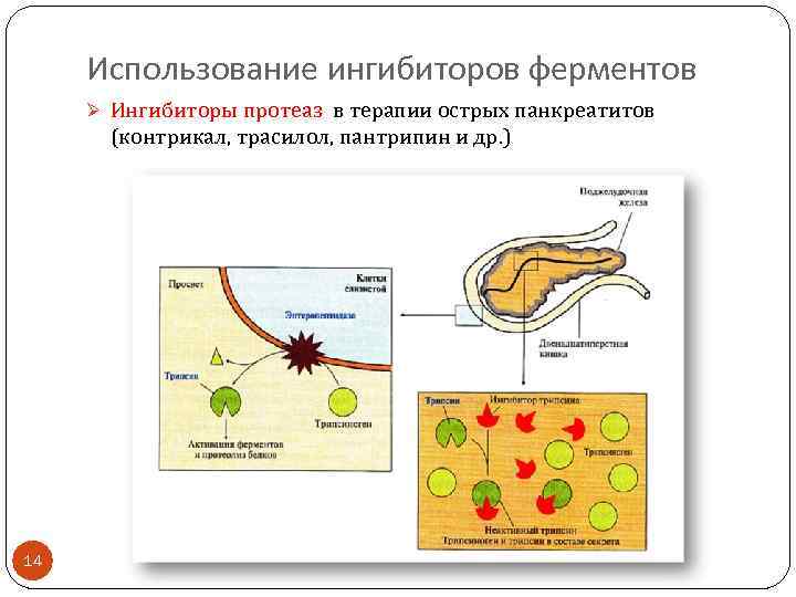Использование ингибиторов ферментов Ø Ингибиторы протеаз в терапии острых панкреатитов (контрикал, трасилол, пантрипин и